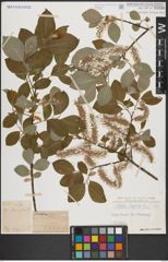 Foto von Salix caprea L.